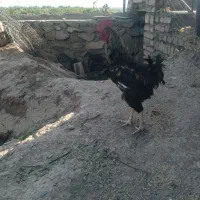خروس|حیوانات مزرعه|زبرخان, |دیوار