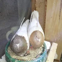جفت کله