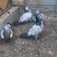 کبوتر