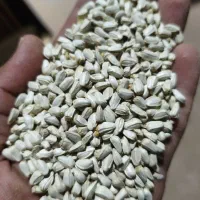 کافشه بذر گلرنگ درجه یک