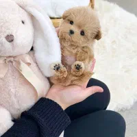 هاپو های خونگی تیکاپ