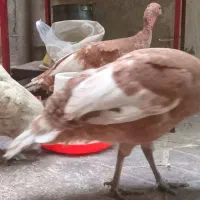 بوقلمون بوربن ماده تخمگذار۷ماهه