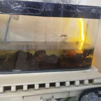 آکواریوم شیشه خم