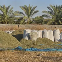 یونجه
