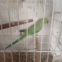 فروش یا معاوضه میلنگو و گرینچک آماده