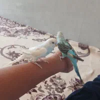 مرغ عشق
