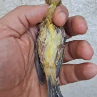 جوجه سهره قناری کال