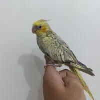 جوجه گل باقالی