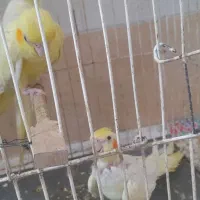 جوجه عروس وعروس بالغ مادر زعفرانی