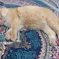 جفت گیری گربه