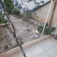 کبوتر فروشی