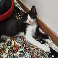 گربه دی اس اچ دو ماهه