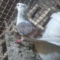 پرنده