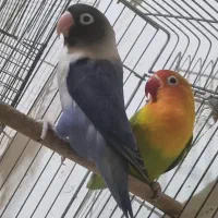 پرنده