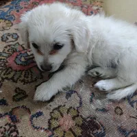 توله سگ پا کوتاه