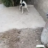 سگ نژاد افغانی