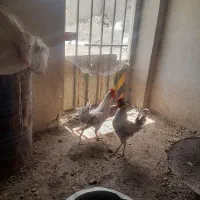 دوخروس جوان