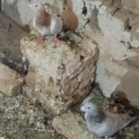کفتر