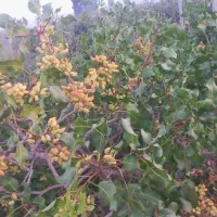 باغ،باغچه پسته ۱۰۰۰ متری الوسجرد فنس شده
