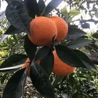 ۲۸۰مترزمین/دارای برق وآب/نزدیک بافت/شمال