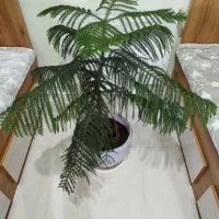 گل و گلدان کاج مطبق