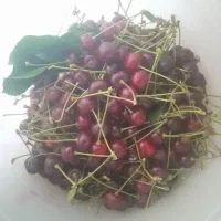 آلبالو محلی