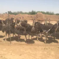 شترمرغ
