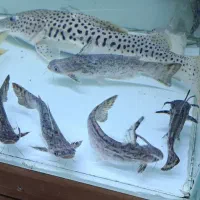 یه سری ماهی و وسایل اکواریم. پمپ مگنت