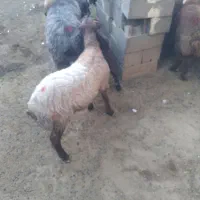 بره نر ۳ شیره