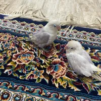 طوطی برزیلی