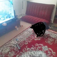 همخانه-خانم-فقط-خانم-اطلاعات-را-پیامک-کنید