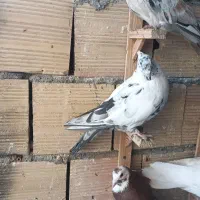 پرنده|پرنده|مشهد, هنرستان|دیوار