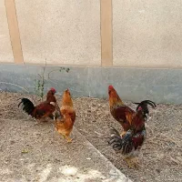 خروس محلی