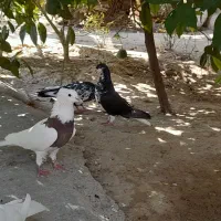 کبوتر