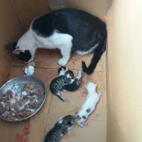 واگذاری گربه با بچه گربه