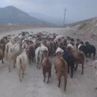 بز محلی