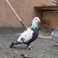 کفتر نر پرشی کفتر بوم