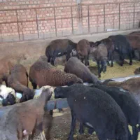 گوسفند ماده