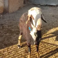 قوچ پلنگی