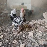 نیمچه گلین