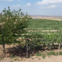 باغ-پسته-با-3-ساعت-آب