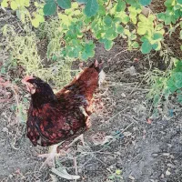 خروس لاری ومرغ تخم گذار