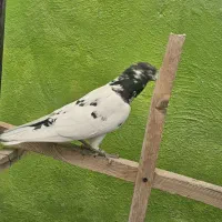 کبوتر خارجی بلند پرواز
