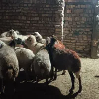 میش|حیوانات مزرعه|فردوس (خراسان), |دیوار