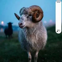 گوسفند  نر قوچ