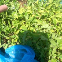 نشاء گوجه|خدمات باغبانی و درختکاری|ابهر, |دیوار