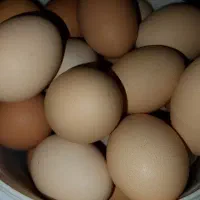 تخمه مرغ محلی