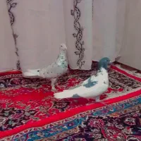 دوتا کفتر قلدر