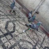 کبوتر