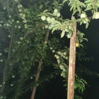 کود اوره و پتاس و کود سیاه ماکرو کامل
